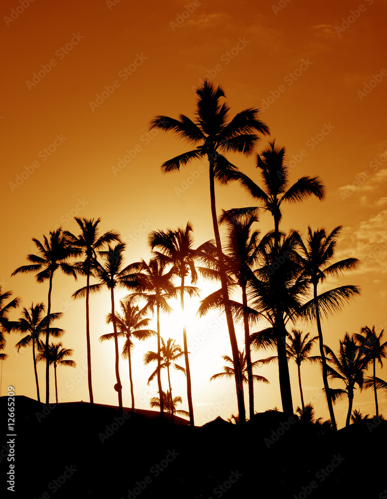 Coconut Palm Tree Silhouettes