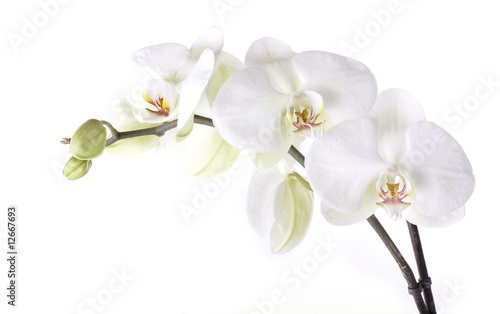 orchids isolated on white
