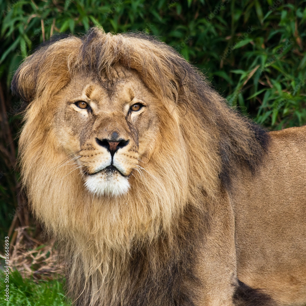 Male Lion in the Zoo