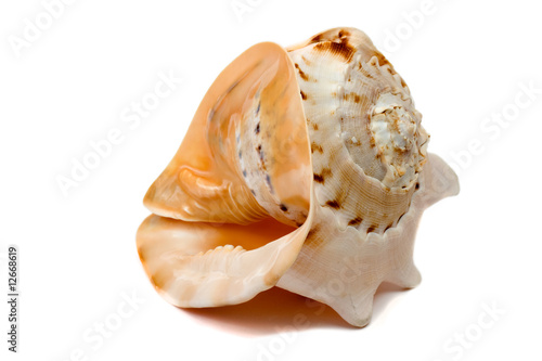 An isolated seashell over white.