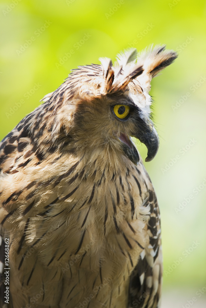 Naklejka premium Portrait of wise owl