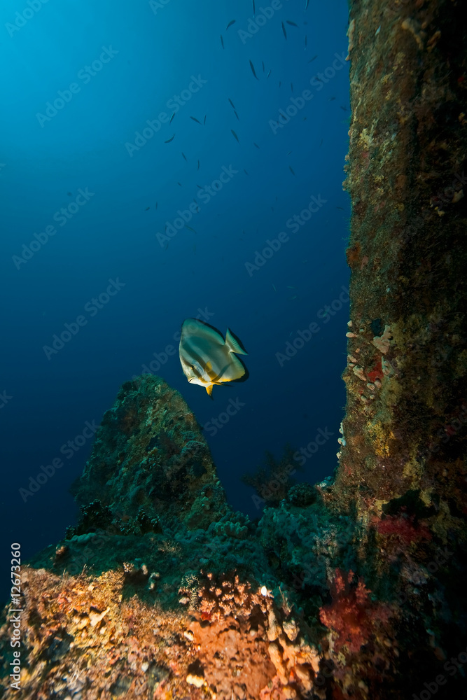 Fototapeta premium Dunraven