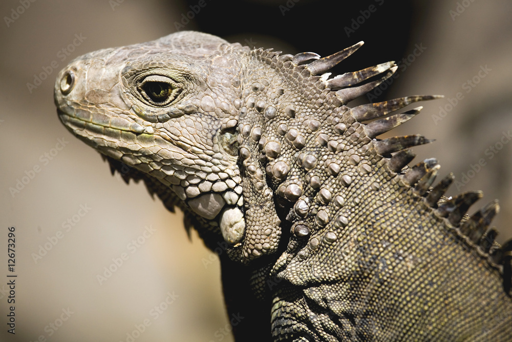 Fototapeta premium Komodo dragons, Indonesia