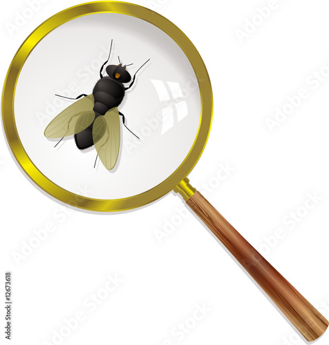 magnify fly