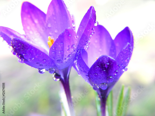 Obraz na płótnie droplets on blue crocus flowers w salonie