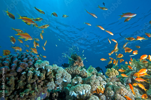 coral  ocean and fish