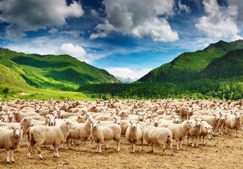Ingelijste posters Schaap Schapenkudde bijeen in landschap  © Dmitry Pichugin