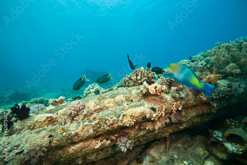coral, ocean and fish