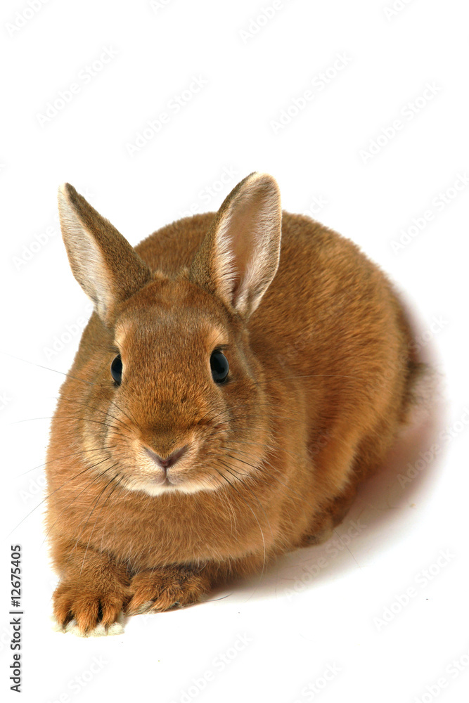 Obraz premium lapin couché