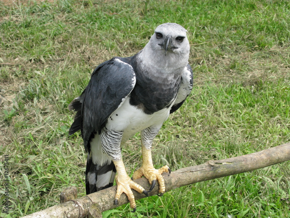 Obraz premium Harpyie,“Harpia harpyja“, Amazonas