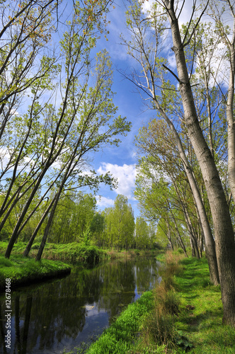 Lake with forest
