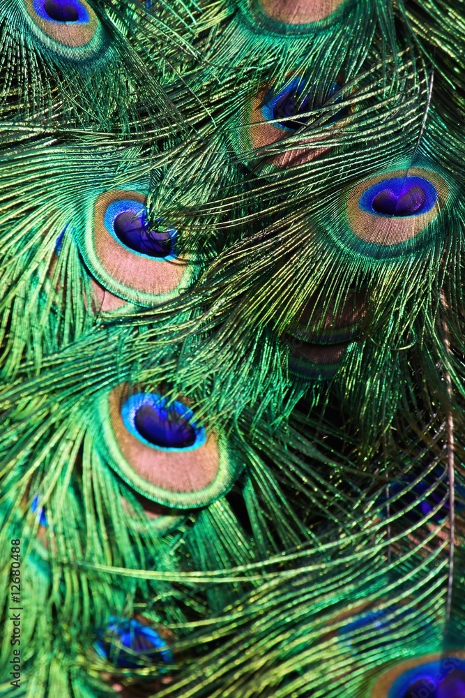Fototapeta premium Peacock feather