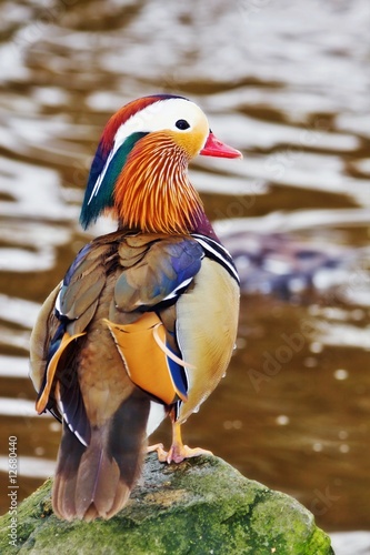 Mandarin duck in the park