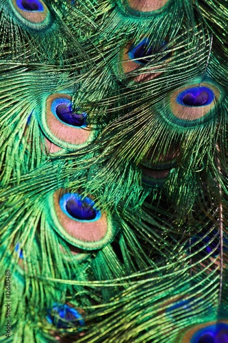 Peacock feather