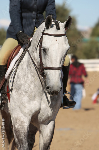 Elegant Horse and Rider