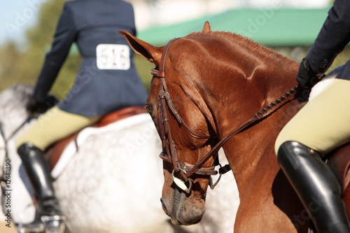 Horses and Riders Before a Horse Show