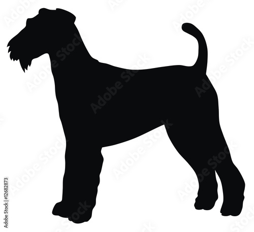 Foto Airedale terrier
