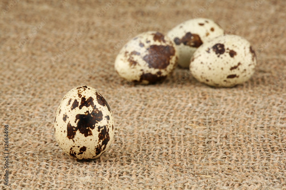 Obraz premium Eggs of a quail lie on a sacking