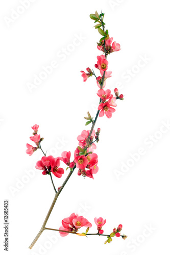 japanese quince