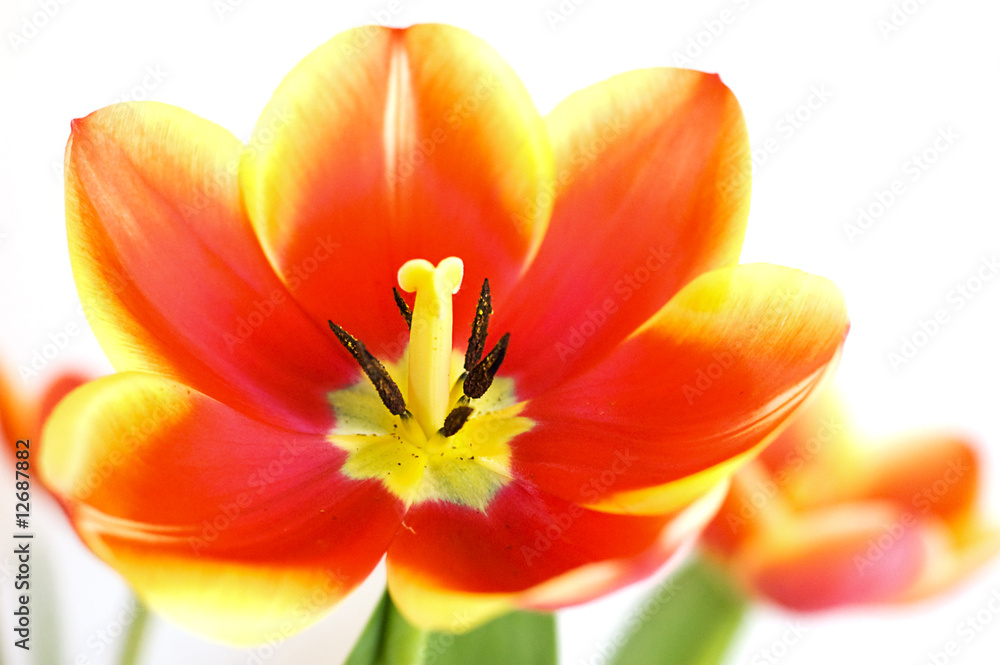Obraz premium Red tulip