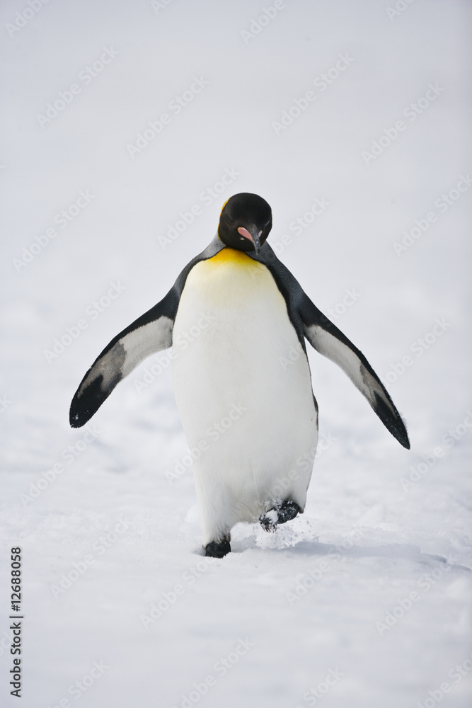Obraz premium Walking King Penguin