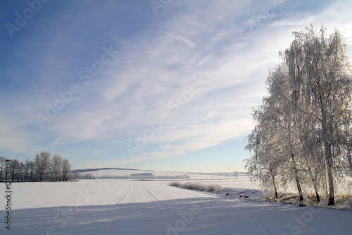 Winterbirken1 © Martin Henschel