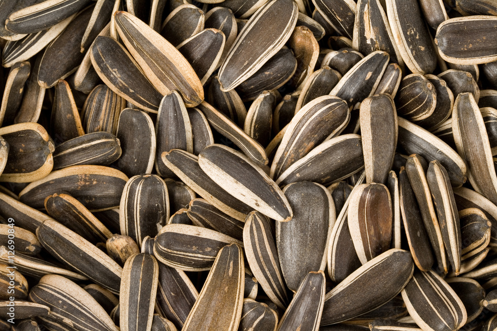 Sunflower Seed Sunflower Seed
