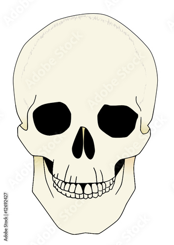 Skull