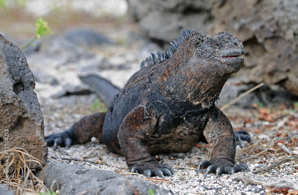 Galapagos iguana is looking around Galapagos iguana is looking around