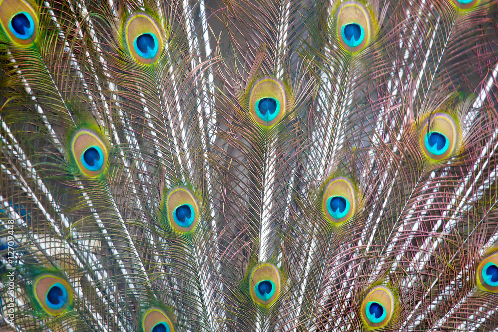 Obraz premium Peacock's tail