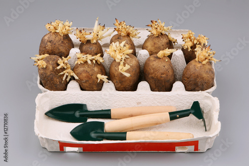 The sprouted tubers of a potato in a cardboard box photo