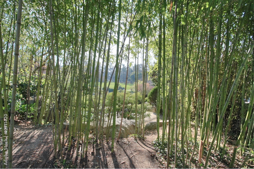 Obraz premium bambous