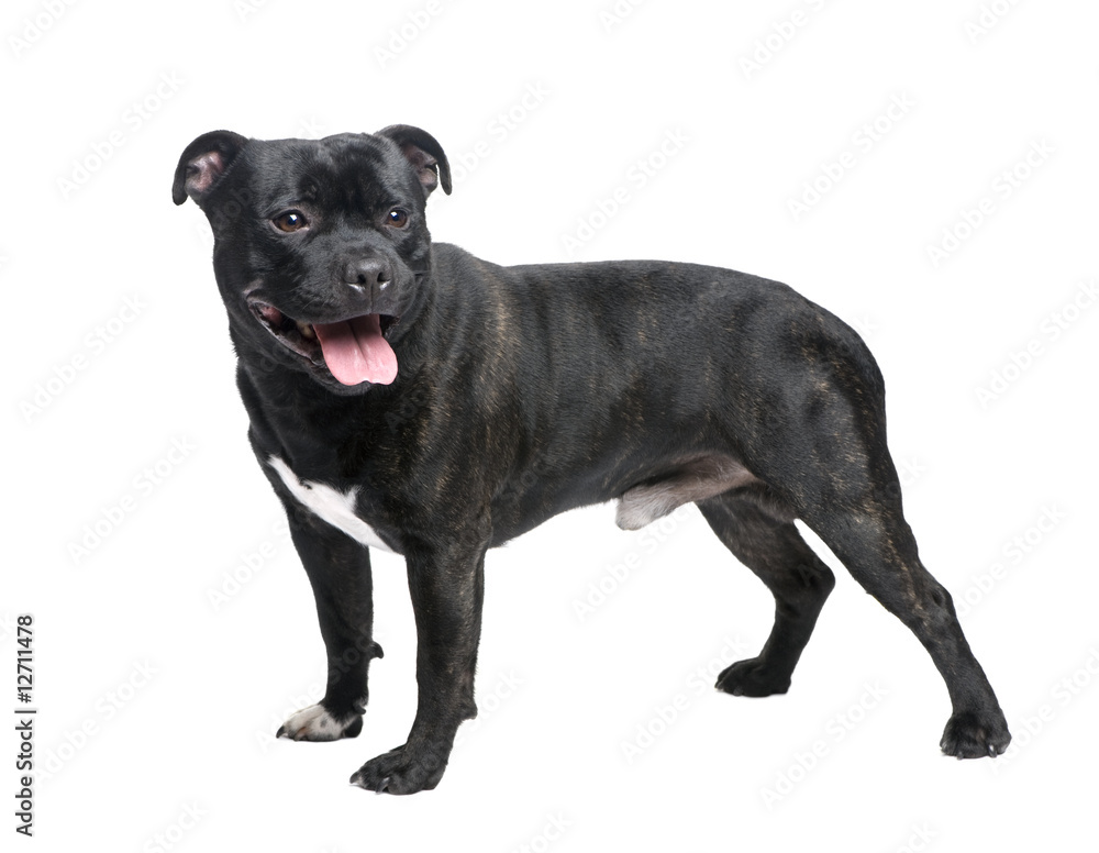 Obraz premium Staffordshire Bull Terrier ()