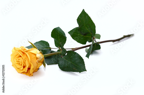 Yellow rose