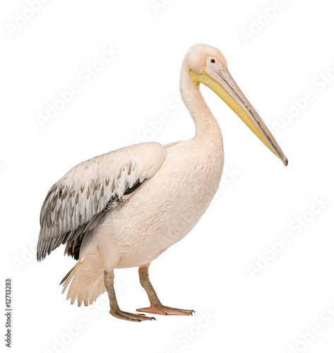 White Pelican - Pelecanus onocrotalus (18 months)