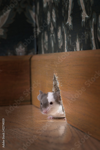 mouse coming out of her hole in a luxury old-fashioned room 