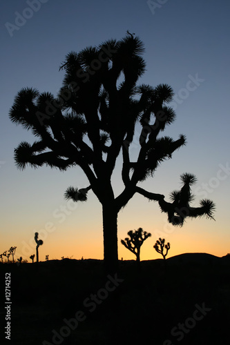 Silhouettes of  a large Joshua tree  Yucca brevifolia  at sunset