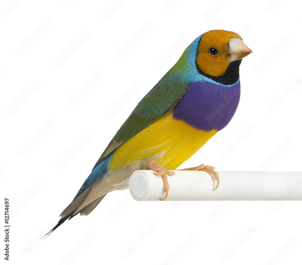 Gouldian Finch - Erythrura gouldiae Gouldian Finch - Erythrura gouldiae