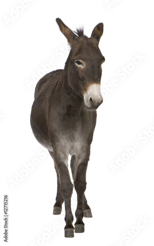Foto donkey ( 4 years)