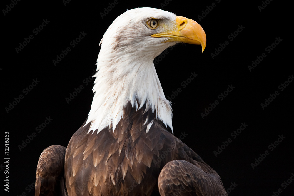 Obraz premium Weisskopfseeadler, Haliaeetus leucocephalus