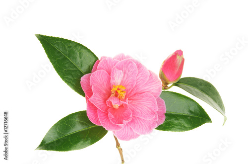 Camellia flower and bud