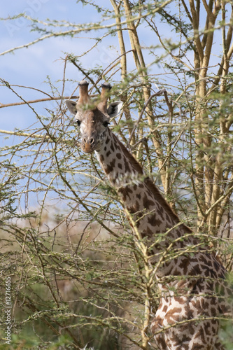 Masai Giraffe photo