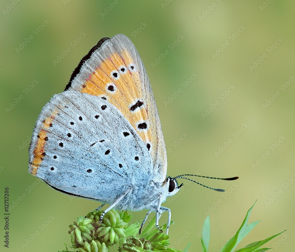 Fototapeta premium Chrysophanus dispar rutilus
