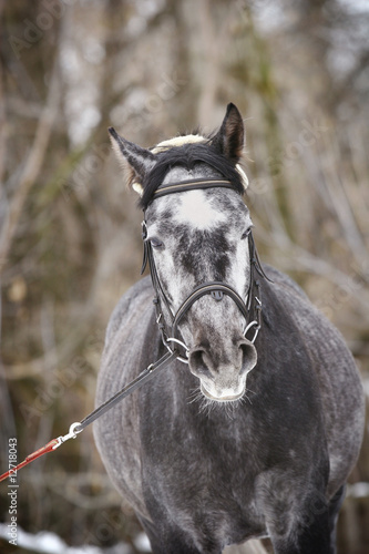 grey stallion