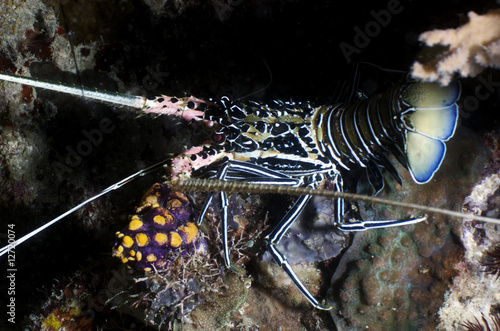 Lobster