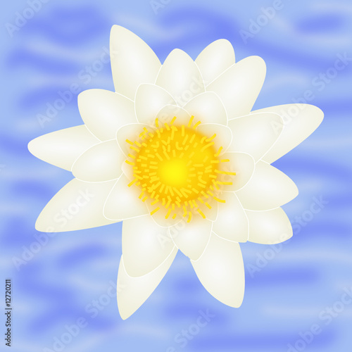 weiße Seerose / white water lily