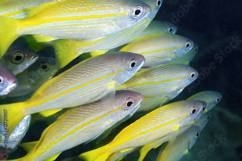 yellow fish