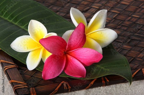 White And Pink Frangiapani Flowers photo