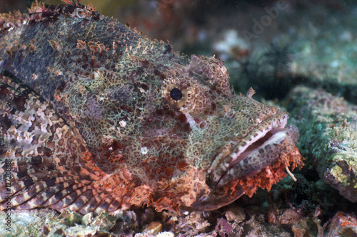 Scorpion-fish