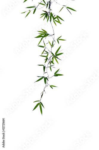 Bamboo Leaves on white